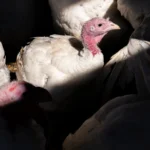 Cargill, Foster Farms to close turkey plants as demand wanes