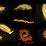 Underwater volcanic brine pools could be home to extreme life forms