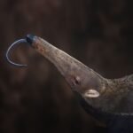 Mammals Have Evolved Into Ant Eaters 12 Times Since The Dinosaurs Went Extinct