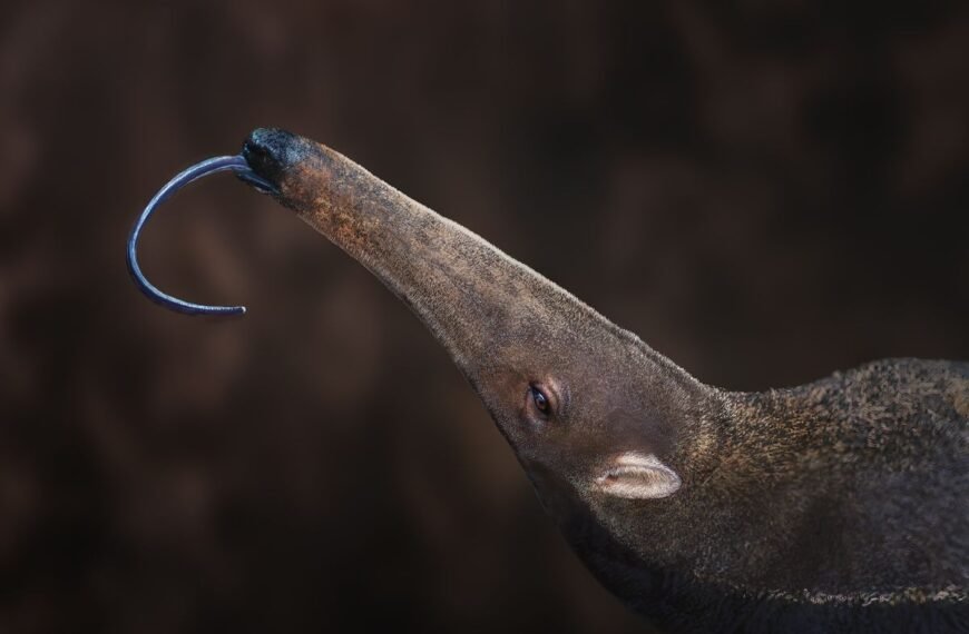 Mammals Have Evolved Into Ant Eaters 12 Times Since The Dinosaurs Went Extinct