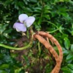 Virus Found In Black-Eyed Pea Plants Could Be Used To Treat Cancer