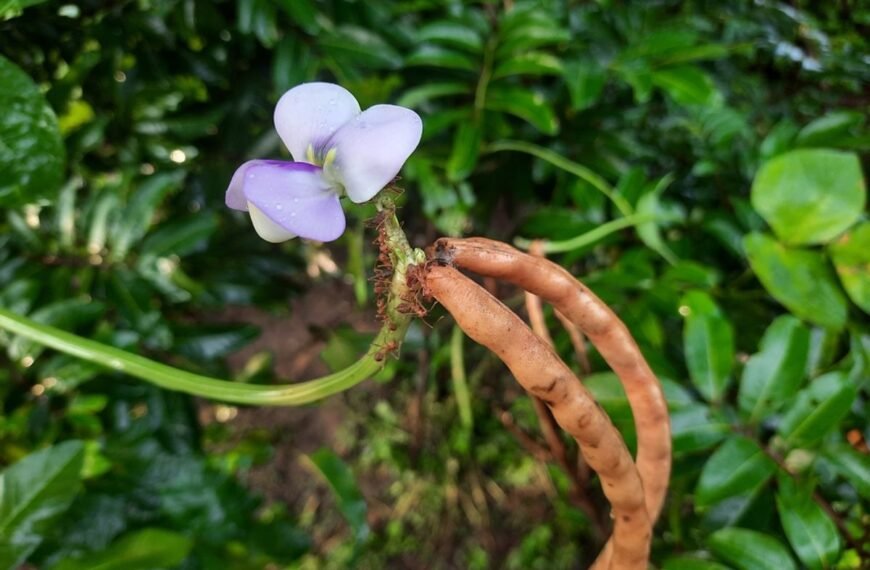 Virus Found In Black-Eyed Pea Plants Could Be Used To Treat Cancer