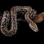 Newly Discovered “Bone-Digesting” Cells Help Burmese Pythons Consume Every Last Bit Of Their Prey