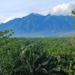A Shrimp That Lives In A Tree? Indonesia’s Cyclops Mountains Are Home To Some Seriously Strange Wildlife