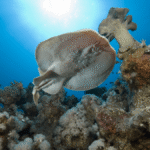 For The First Time, Wild Rays Have Been Filmed Telling Sharks To “Back Off!” With Electric Shocks