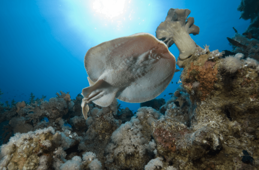 For The First Time, Wild Rays Have Been Filmed Telling Sharks To “Back Off!” With Electric Shocks