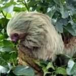 First-Ever Footage Of Tooting Two-Toed Sloth Dispels Idea That Sloths Don’t Fart