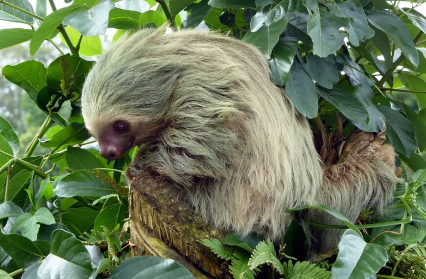 First-Ever Footage Of Tooting Two-Toed Sloth Dispels Idea That Sloths Don’t Fart