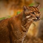 Extremely Rare Asian Golden Cat Captured On Camera Trap Slinking Through Thai Forest