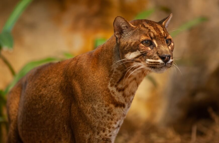 Extremely Rare Asian Golden Cat Captured On Camera Trap Slinking Through Thai Forest