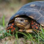 Tortoises Have Feelings Too, Or At Least Moods