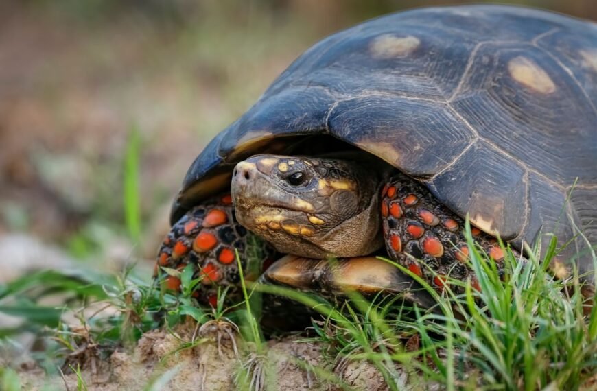 Tortoises Have Feelings Too, Or At Least Moods