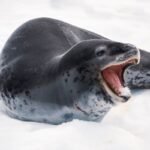 Beneath Antarctica’s Sea Ice, Leopard Seals Sing Nursery Rhymes In Search Of Love