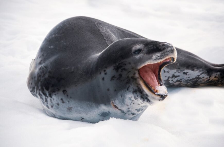 Beneath Antarctica’s Sea Ice, Leopard Seals Sing Nursery Rhymes In Search Of Love