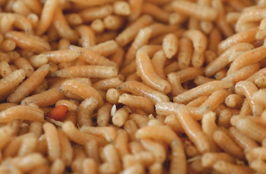 Neanderthals May Have Feasted On Maggots, Which They Harvested From Rotting Flesh