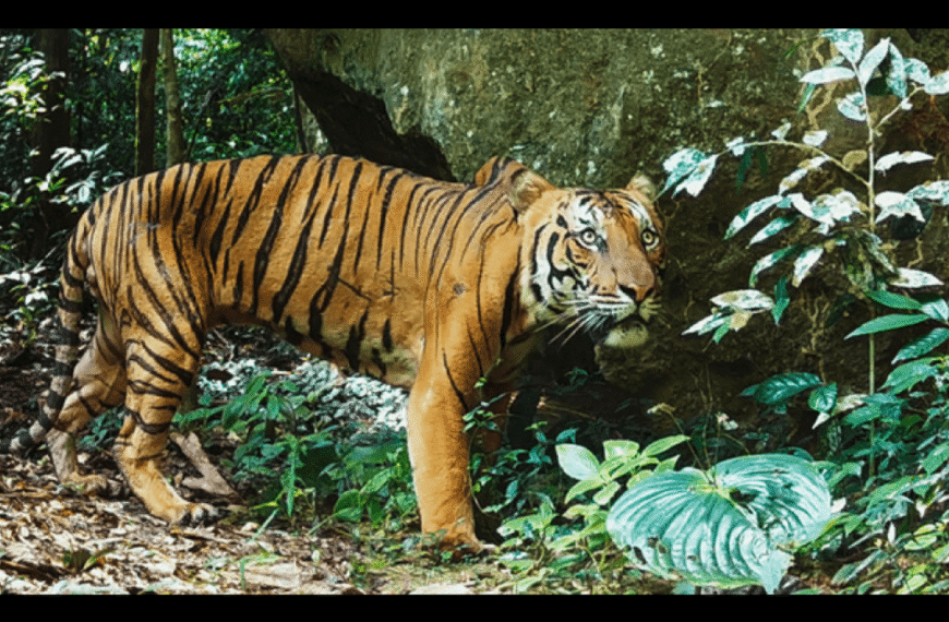 “Powerful Image” Of One Of The World’s Rarest Tigers Exposes The Real Danger In Taman Negara