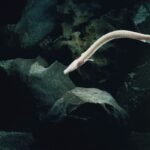Scientists Tracked An Olm For 2,569 Days And It Did Not Move An Inch