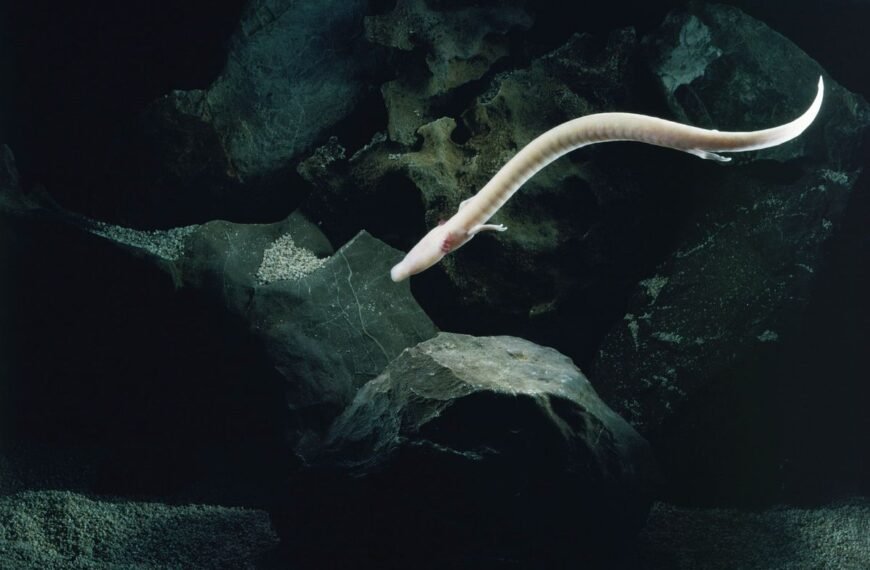Scientists Tracked An Olm For 2,569 Days And It Did Not Move An Inch