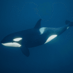 Why Do Orcas Have White Spots Near Their Eyes?