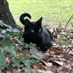 Pepper The Pet Cat Has Discovered Yet Another Virus In Florida