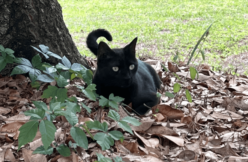 Pepper The Pet Cat Has Discovered Yet Another Virus In Florida