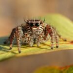 Jumping Spiders: With Cute Eyes And Complex Behavior, They’re Nature’s Most Charismatic Arachnids