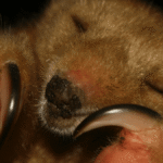Silky Anteater: The World’s Smallest Anteater Pulls Out A Surprising Power Move When Threatened