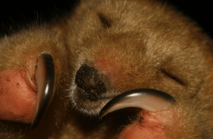 Silky Anteater: The World’s Smallest Anteater Pulls Out A Surprising Power Move When Threatened