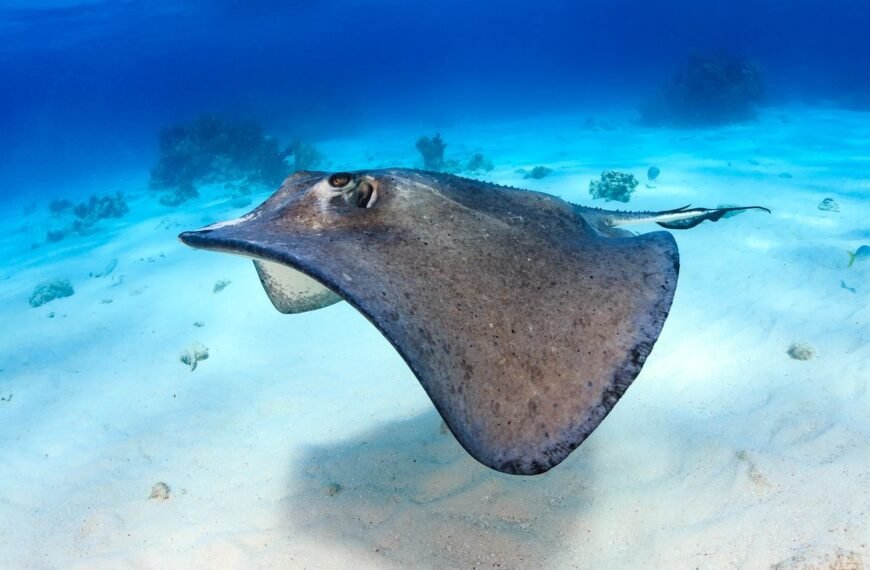 Sharks And Rays Have The Oldest Vertebrate Sex Chromosomes – And They’re Like No One Else’s