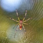Trichonephila Clavipes: The Spider That Spins “Golden” Silk