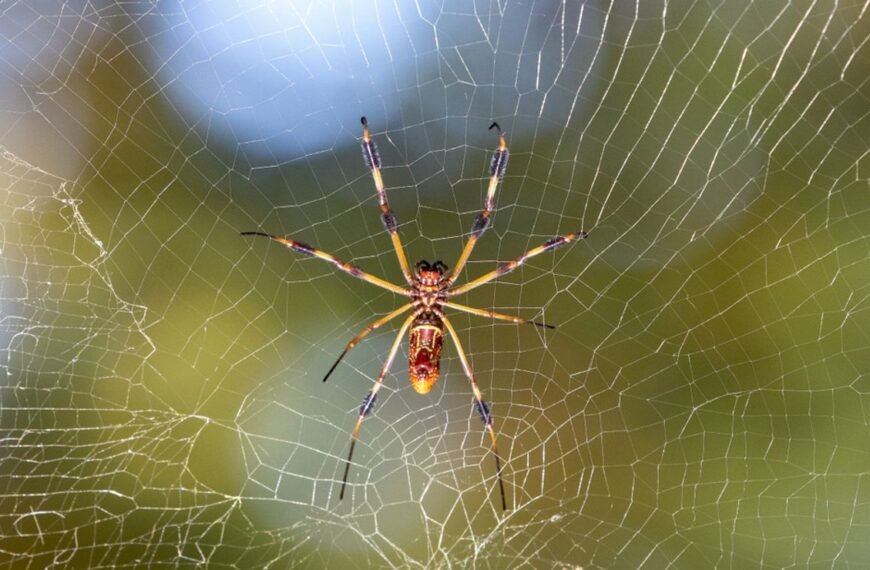 Trichonephila Clavipes: The Spider That Spins “Golden” Silk