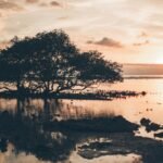 The World’s Deadliest Animal Kills Over 1,000,000 People Every Year