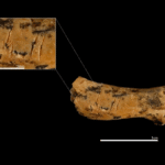 850,000-Year-Old Remains Suggest Prehistoric Child Was Decapitated And Eaten By Its Own Kind