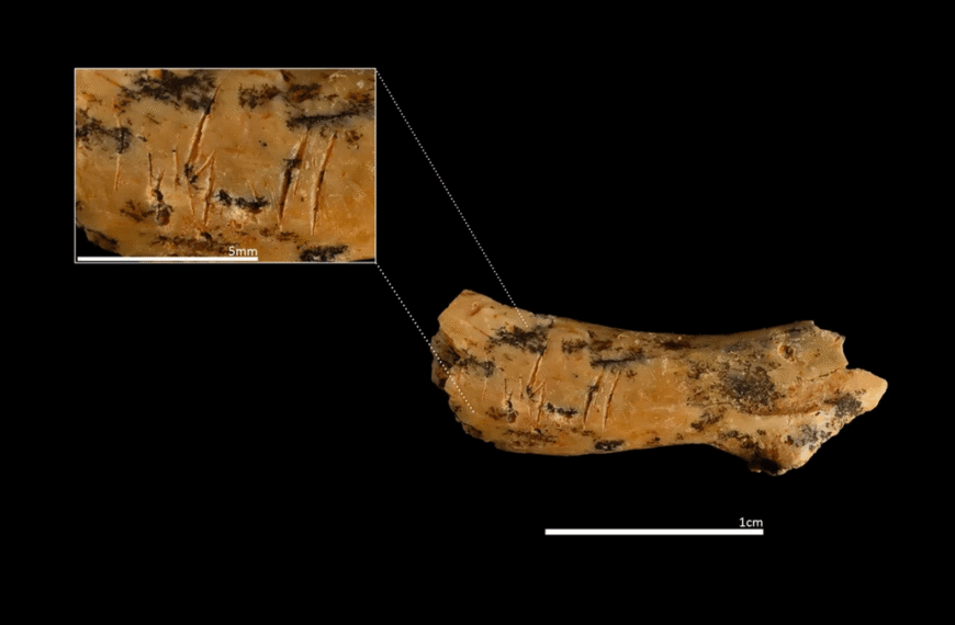 850,000-Year-Old Remains Suggest Prehistoric Child Was Decapitated And Eaten By Its Own Kind