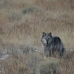 Thanks To Wolves’ Return, Aspen Trees Thrive In Yellowstone For First Time In 80 Years