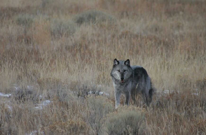 Thanks To Wolves’ Return, Aspen Trees Thrive In Yellowstone For First Time In 80 Years