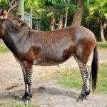 Zebroids, Zeedonks, Zorses, Zonies: Welcome To The World Of Zebra Hybrids