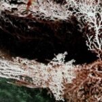 Deep-living microbes could ‘eat’ energy generated by earthquakes