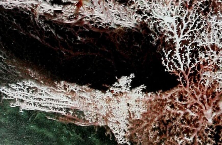 Deep-living microbes could ‘eat’ energy generated by earthquakes