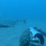 Catch A Glimpse Of One Of The World’s Rarest Sharks In Dreamy New Footage