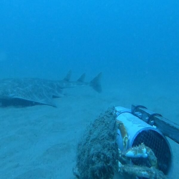 Catch A Glimpse Of One Of The World’s…