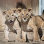 Four Super Rare Barbary Lion Cubs Born At Czech Zoo In Conservation Win