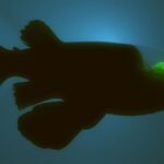 An Alien-Like Fish With A See-Through Head And Green Eyes Lurks In The Ocean’s Dark Depths