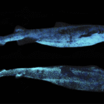The Largest Bioluminescent Vertebrate Known To Science Is A Glow-In-The-Dark Shark