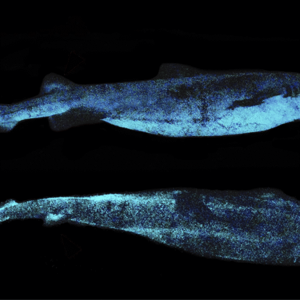 The Largest Bioluminescent Vertebrate Known To Science Is…
