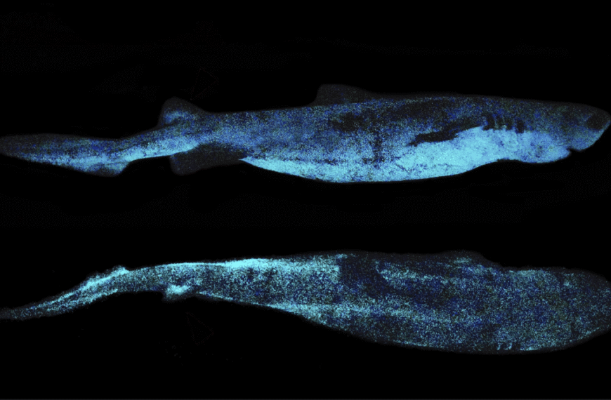 The Largest Bioluminescent Vertebrate Known To Science Is A Glow-In-The-Dark Shark