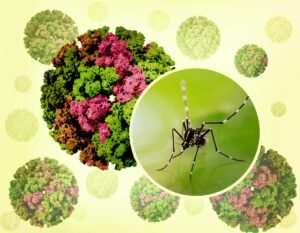 Chikungunya Virus Is Spreading In China: As CDC…