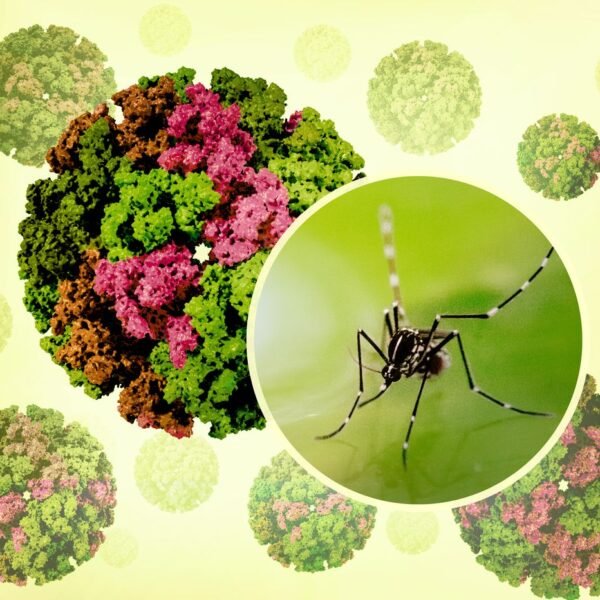 Chikungunya Virus Is Spreading In China: As CDC…