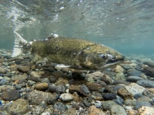 For First Time In Decades, Winter-Run Chinook Salmon…
