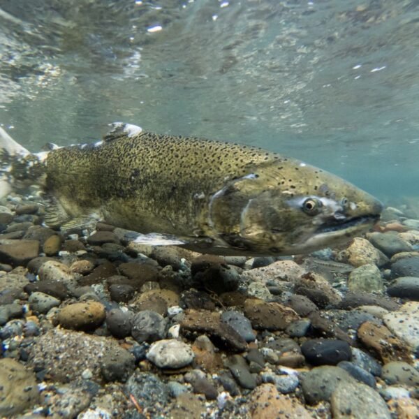 For First Time In Decades, Winter-Run Chinook Salmon…
